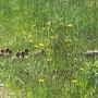 Même les canards ont décidé d'y vivre